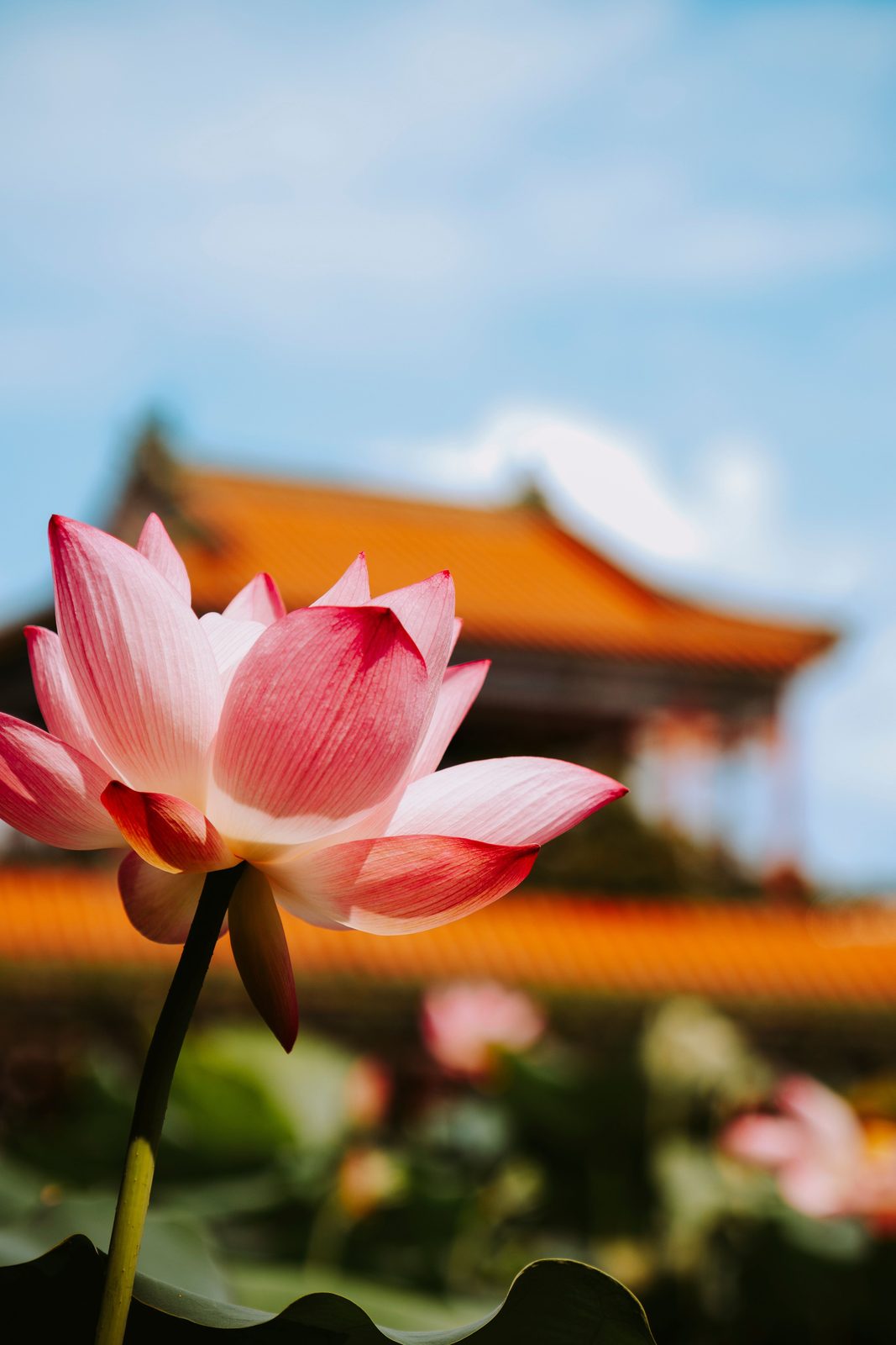 Hoa sen hồng nở rộ, phía sau là kiến trúc đền chùa