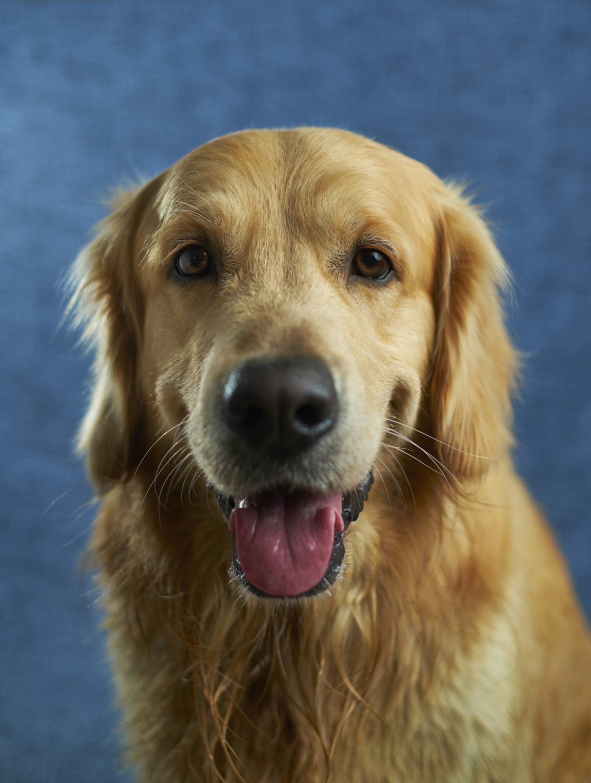 Chân dung chó Golden Retriever tông màu ấm
