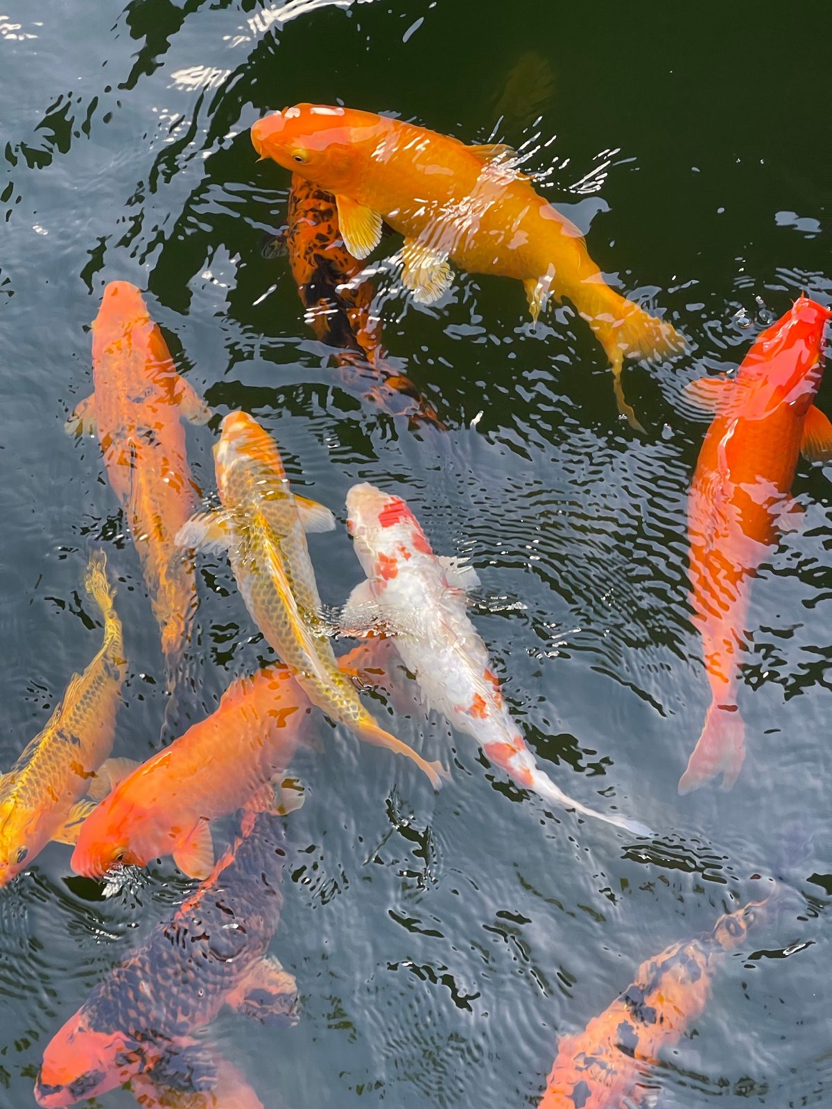 Cá chép vàng bơi trong hồ nước trong