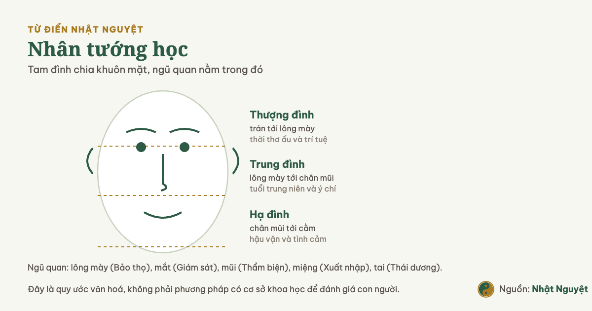 Sơ đồ tam đình chia khuôn mặt thành thượng đình, trung đình, hạ đình cùng vị trí ngũ quan