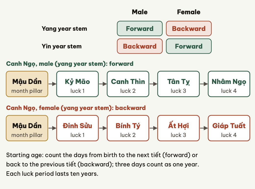 Luck periods run from the month pillar, forward or backward by sex and the year stem's yin-yang.
