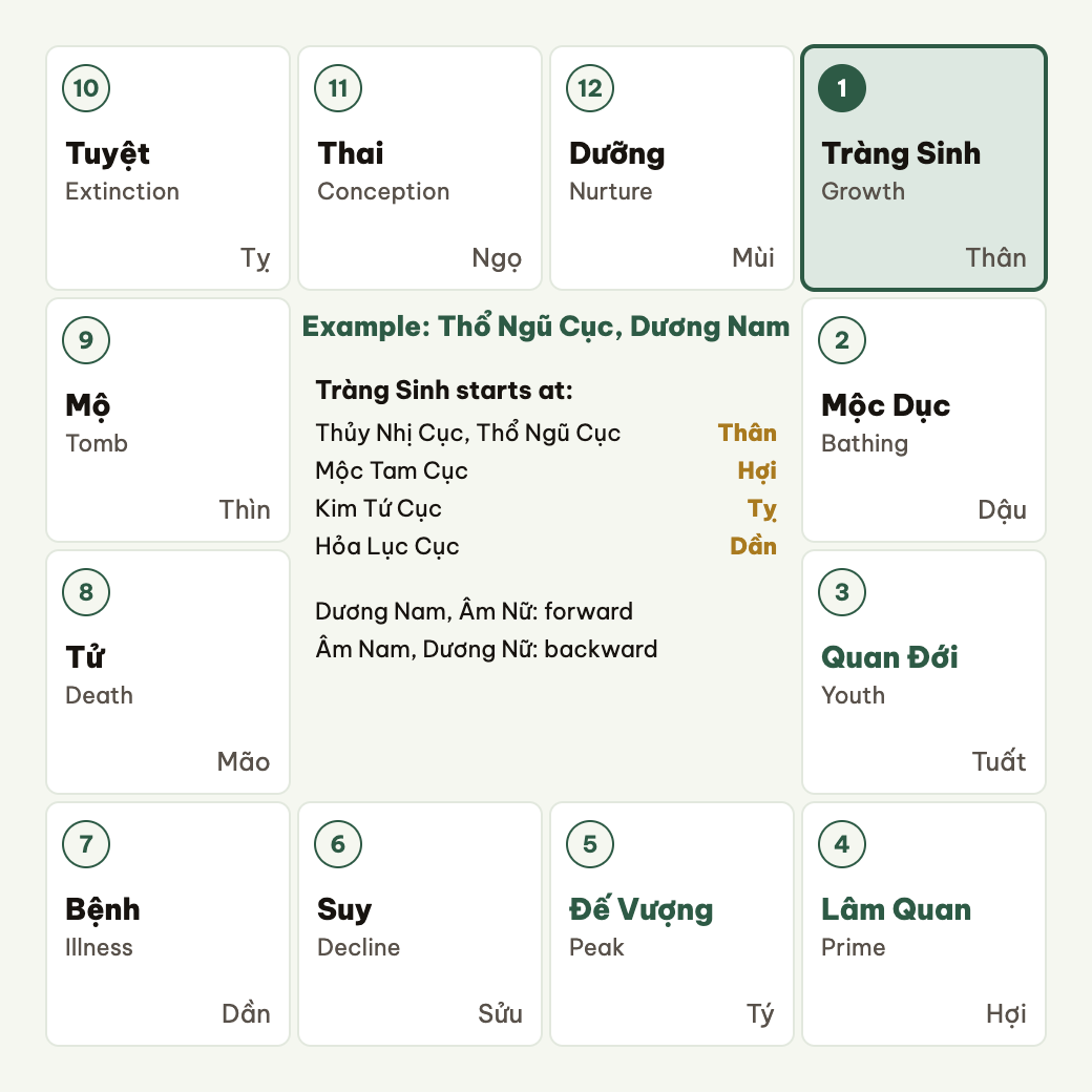 The Tràng Sinh cycle starts by cục and runs forward or backward by yin-yang and sex.
